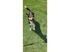 Adopt Frank a Beagle, Rat Terrier