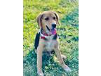 Adopt Morgan a Beagle, Hound