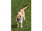 Adopt Denzel a Beagle, Hound