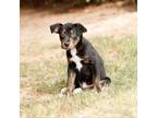 Adopt Eric 20633 a Pointer, Hound