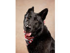 Adopt Cash Money a Shepherd, Siberian Husky