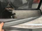 Adopt Webkins a American Bobtail