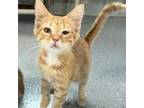 Adopt Hoerner a Domestic Short Hair