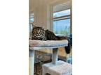 Adopt Sutton a Domestic Long Hair, Domestic Short Hair