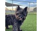 Adopt Roger a Cairn Terrier, Mixed Breed