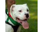 Adopt Bart a Boxer, Pit Bull Terrier