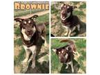 Adopt Brownie a German Shepherd Dog, Husky