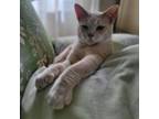 Adopt Charlie a Domestic Short Hair