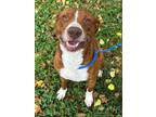Adopt Red a Pit Bull Terrier