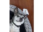 Adopt Donkey (Senior Foster) a Fox Terrier