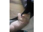 Adopt Polo a Domestic Short Hair