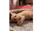 Adopt Pickles a Domestic Short Hair