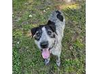 Adopt Bandit a Airedale Terrier, Australian Cattle Dog / Blue Heeler