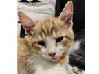 Adopt Francisco a Domestic Short Hair, Tabby