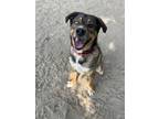 Adopt Spunk a Husky, Mixed Breed