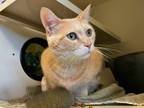 Adopt Baxter a Domestic Medium Hair