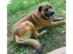 Adopt Ranger a Mastiff, Anatolian Shepherd