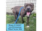 Adopt Sharp a American Staffordshire Terrier, Hound