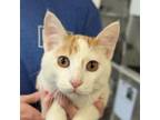 Adopt Dokie a Domestic Short Hair