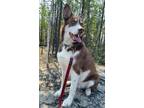 Adopt Charlie a Husky