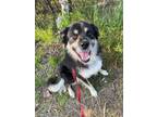 Adopt Randy a Husky
