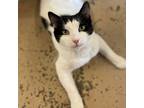 Adopt Van Gogh a Domestic Short Hair