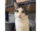 Adopt Buddy a Domestic Short Hair