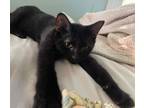 Adopt Jett a Domestic Short Hair