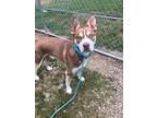 Adopt Gabe a Husky, Pit Bull Terrier