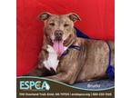 Adopt Bruno a Terrier, Staffordshire Bull Terrier