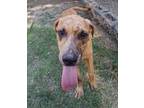 Adopt Tex a Hound, Mixed Breed
