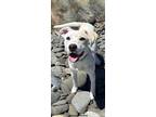 Adopt Kip a Pit Bull Terrier