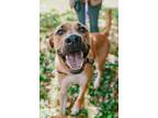 Adopt Chipotle a Pit Bull Terrier, Mastiff