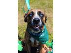 Adopt Wellington a Boxer
