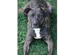 Adopt Chase a Pit Bull Terrier