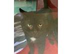 Adopt Larry a Domestic Short Hair