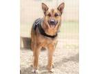 Adopt Sammy (TW) a German Shepherd Dog