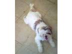 Adopt T.J. a Shih Tzu