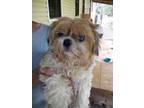 Adopt PeeDee a Shih Tzu, Poodle