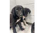 Adopt FOSTERS NEEDED FOR PUPPIES! a Border Collie, Labrador Retriever