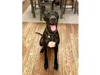 Adopt Grimm a Great Dane