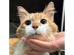 Adopt Goldie a Domestic Short Hair