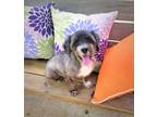 Adopt Hercules a Havanese