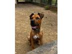 Adopt TY a Rhodesian Ridgeback, Mixed Breed