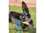 Adopt Cartman a Miniature Pinscher, Mixed Breed