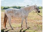Adopt Takoda a Appaloosa