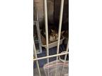 Adopt Caesar a Domestic Short Hair
