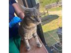 Adopt Presley a Domestic Short Hair