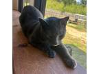 Adopt Speedy a Domestic Short Hair