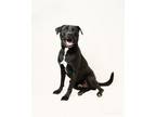 Adopt Ludo (Pluto) a Labrador Retriever, American Staffordshire Terrier